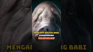 Mengapa Daging Babi Diharamkan dalam Islamharam DagingBabi Islam shortsislami feedshorts fyp [upl. by Soisinoid80]