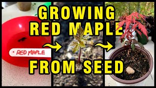 Growing Red Maple Bonsai Tree from Seed [upl. by Ameerahs]