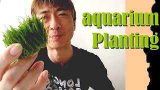 How to plant AQUARIUM PLANTS  Lilaeopsis Brasiliensis [upl. by Lyram]