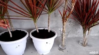 How to Propagate Dracaena Colorama  Marginata Cuttings by Water and Soil [upl. by Akihsal]