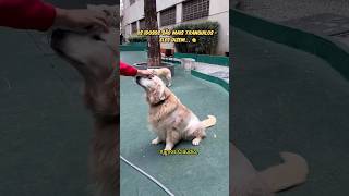 OS IDOSOS SÃO MAIS TRANQUILOS shorts goldenretriever humor cachorro dog [upl. by Alesi]