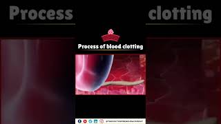 How Your Body Stops Bleeding The Incredible Blood Clotting Process Explained 🩸💪 [upl. by Tarrsus332]