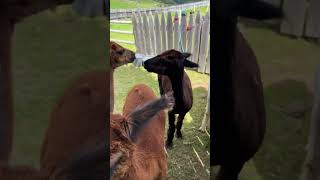 Alpaca went to the barber shop in Seiser Alm travel visititaly trentino alps animals alpaca [upl. by Bunting]