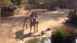 Zebra mating at LA Zoo [upl. by Samuele]