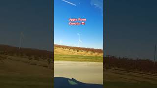 Apple Farm Canada nature shortvideo shortsfeed viralvideo viral viralvideo viralpost [upl. by Mariande]