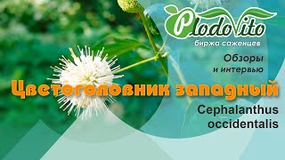 Цветоголовник западный I Cephalanthus occidentalis [upl. by Oric]