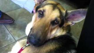 German shepherd crying [upl. by Philoo]