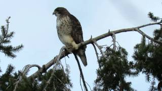 Red tail hawk calling [upl. by Elyad]