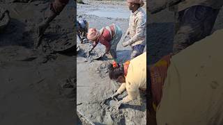 Village women catching catfish by hand for livelihood womenfishing catchfish handfishing [upl. by Drud]