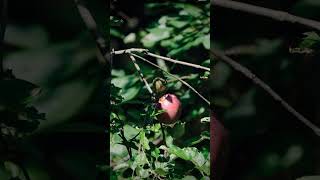 Absolute cuteness Pine warbler feasting on apples shorts [upl. by Tloh543]