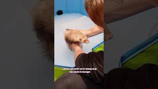 Bain d’avoine de Tsuki 🥰 ps  on ne lave pas un furet  🫶🏻 furet furets ferret ferrets funny [upl. by Sackville]