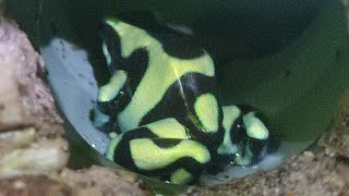 Dendrobates auratus ухаживает за своим потомством [upl. by Nodnal323]