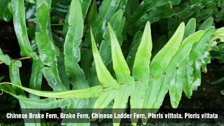 Pteris vittata Chinese brake Chinese ladder brake parnag panag [upl. by Courtland]