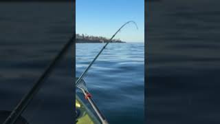 Chasing trophies in La Jolla fishing [upl. by Anitnamaid]