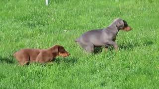 Doberman Pinscher Puppies for Sale [upl. by Odlanar991]