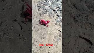 Red crabs crab animals crabrave crabseason crabbing ytshort youtubeshorts [upl. by Okwu796]