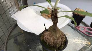 ANT PLANT UPDATE SEEDLINGS AND HOW TO SOW MYRMECODIA SEEDS 1080p [upl. by Ney406]