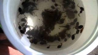 Tadpoles in bucket [upl. by Arehahs]