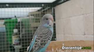 Jonge grasparkiet  young budgerigar HD [upl. by Fabrienne]