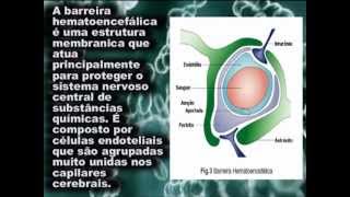 BARREIRA HEMATOENCEFÁLICA  AJ PRODUÇÕES [upl. by Drawe454]