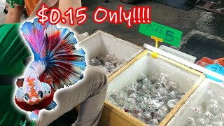 Buying 5 baht 015 Nemo amp Multicolored Betta Fish in Bangkok Thailand Chatuchak Market [upl. by Barbaresi]