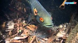 Crenicichla marmorata im natürlichen Habitat des Rio Tapajos [upl. by Albie460]