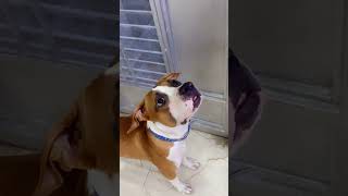 Pitbull calcium bonedog funny doglover comedy viralvideo trendingshorts youtubeshorts dogs [upl. by Kwan351]