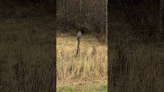 Hoot hoot lets scoot Me and this big owl are questioning if its time to hit the road [upl. by Singleton]