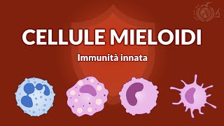 Immunità innata  Cellule mieloidi dellimmunità innata  IMMUNOLOGIA [upl. by Denise]