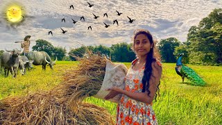 Evening tea time rice aggala ballstraditional paddy threshing method [upl. by Kress305]