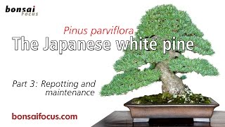 The Japanese white pine Part 3 Repotting and Maintenance [upl. by Ydac]