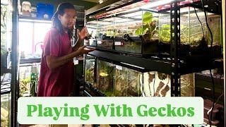 Setting Up ALL The BABY GECKOS 🦎 [upl. by Omora]