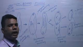 PARAMECIUM CAUDATUMReproduction By Binary Fission [upl. by Aime555]