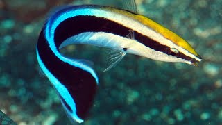 The Blue Streak Cleaner Wrasse [upl. by Bronez]