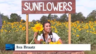 Sunflower Maze opens in Campobello [upl. by Photima869]