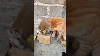 Cat killing mouse fuunyshortscuteanimalfunny [upl. by Nayek]