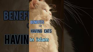 Benefits of having cat in islam youtubeshorts yt islamic islamicvideo shortsviral muslimah [upl. by Dryfoos]