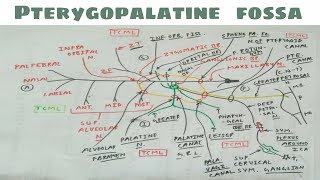 Pterygopalatine Fossa  4  Maxillary Nerve and Sphenopalatine Ganglion [upl. by Ibson]