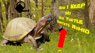 How I Keep my Box Turtle Habitat Humid [upl. by Assirrac]