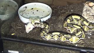 Gaboon vipers shedding amp Live feeding [upl. by Savina]