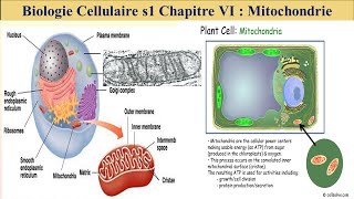 cours de biologie cellulaire s1 svi fssm et BCG 2023 les mitochondries [upl. by Berthoud518]