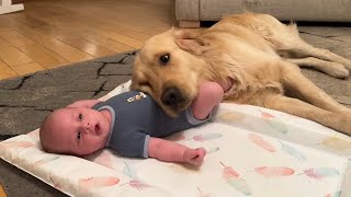 Golden Retriever Adopts Adorable Baby As His Own Cutest Ever [upl. by Arrol271]