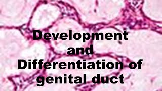 45 development and differentiation of genital duct [upl. by Creigh]