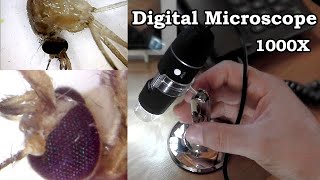 Digital USB Zoom microscope 1000X [upl. by Garneau]