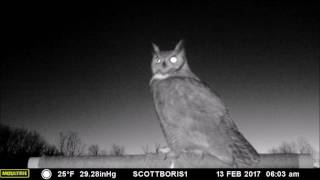 Great Horned Owl male calls in a female for quotdate nightquot on the perch February 2017 [upl. by Etnahsa]