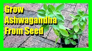 How to Grow Ashwagandha From Seeds  Growing Ashwagandha Plant at Home [upl. by Lhok]