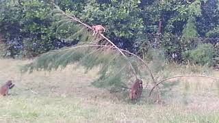 Monkey Play in the Sundarbans India [upl. by Inalawi]