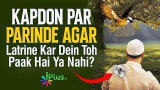 Kapdon Par Parinde Agar Latrine Kar Dein Toh Paak Hai Ya Nahi  Dr Mohammad Naseem Madani iPlus TV [upl. by Ileek682]