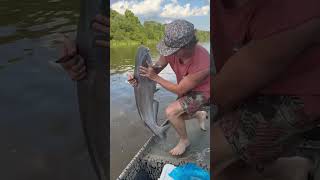 Caught a HAMMER SON catfishing monster blacklabs river fishing viralvideo shorts boat [upl. by Nnaynaffit]