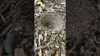 Antlion making its trap wildlife biodiversity shorts [upl. by Skiba36]